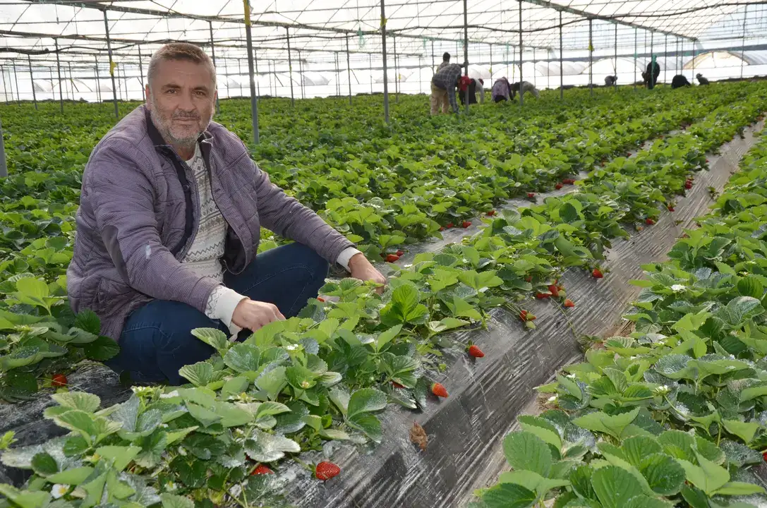 Serik’te Turfanda Çilek Hasadı Başladı 1